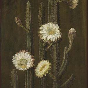 836. A Brazilian Columnar Cactus .