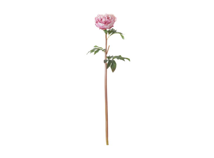Peony Stem_Pink_Front