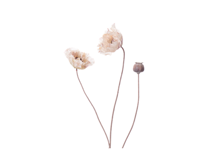 Poppy Stem_Dusky Pink_Square