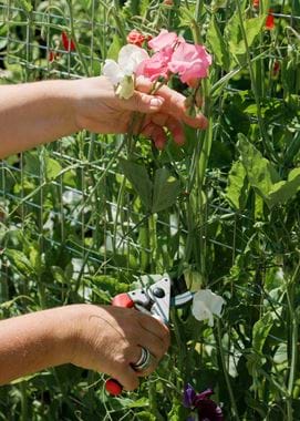 Kirsty's Vegetable Garden-48