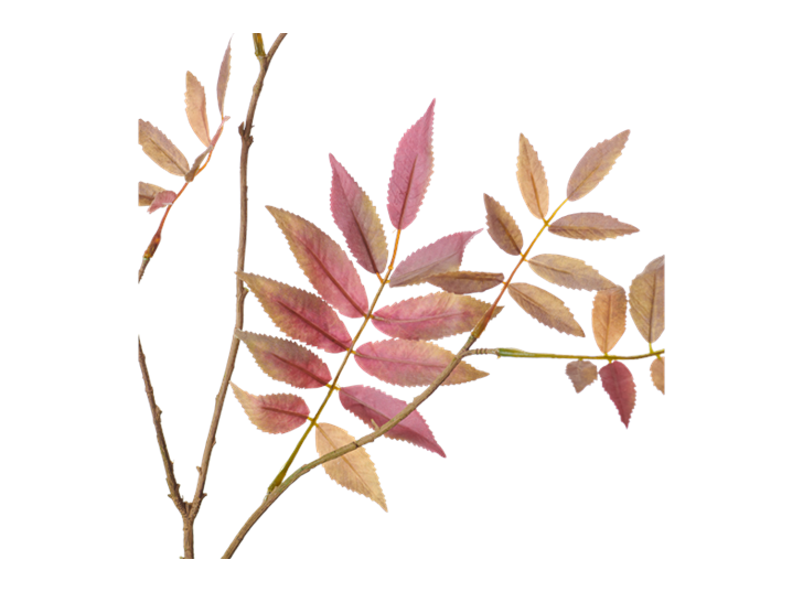 Rowan Spray_Russet_Detail
