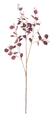 Eucalyptus Stem_Burgundy_Front
