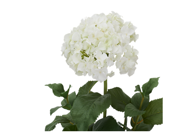 Potted Hydrangea Small_Detail