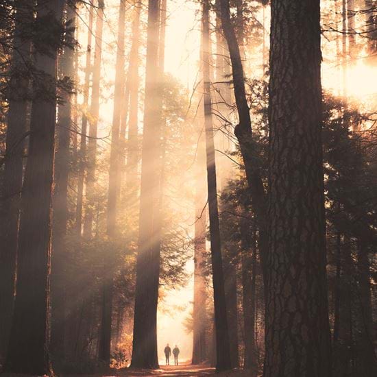 Forest walk stock image