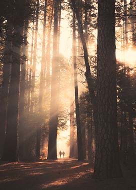 Forest walk stock image