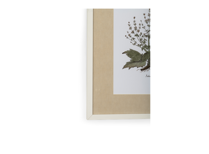 Clipsham Botanical Art - 8 - detail