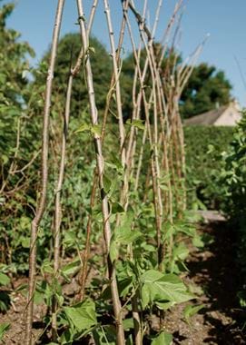 Kirsty's Vegetable Garden-9