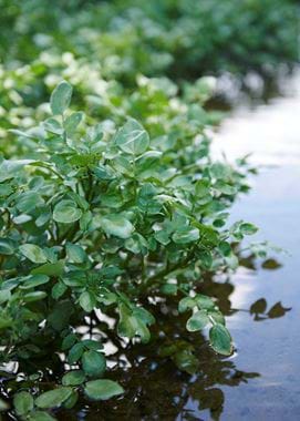 JH_Watercress_11