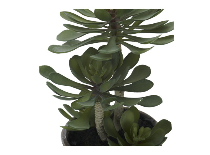 Echeveria Succulent Large_Detail