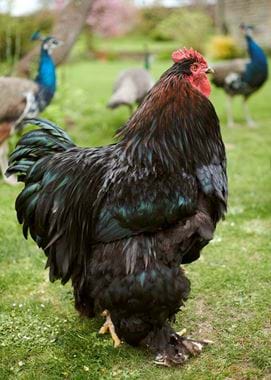 CHURCH_FARM_KCS_1_059