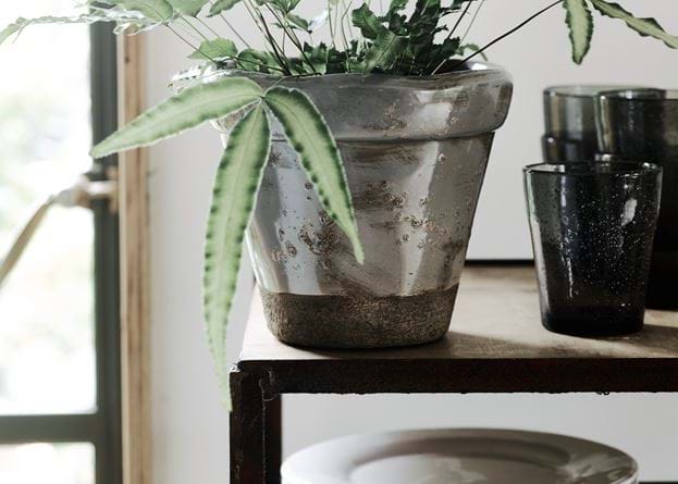 Sage Pot Planting