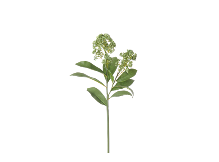 Skimmia Stem_Green_Square
