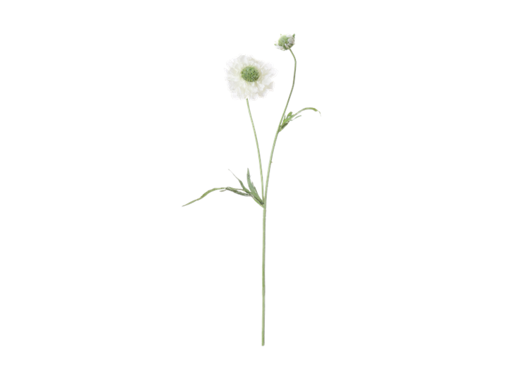 Scabiosa Stem_White_Front