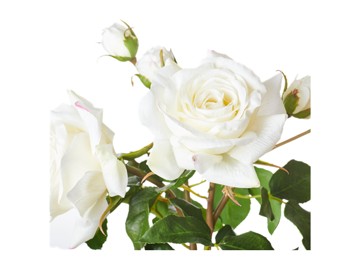English Rose Bundle White_Detail