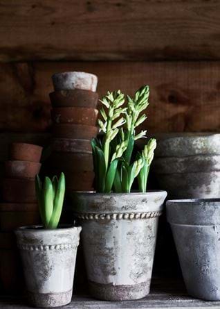 Spring Bulbs in Rosemary Pots