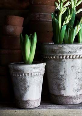 Spring Bulbs in Rosemary Pots