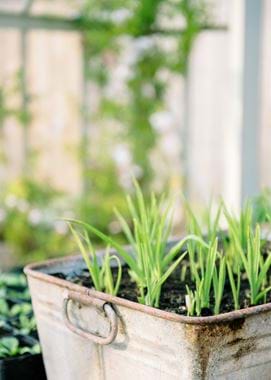 GREENHOUSE DETAIL_2