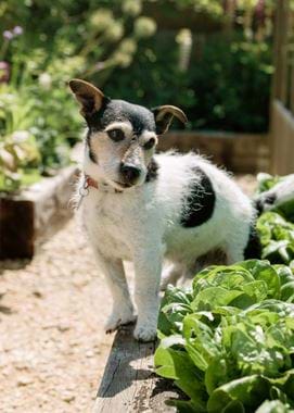 Kirsty's Vegetable Garden-46