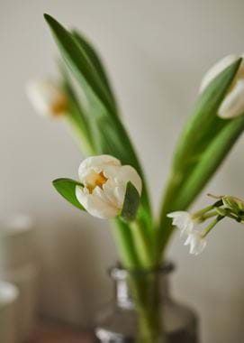 EMMA_WHITE_KCS_2_018