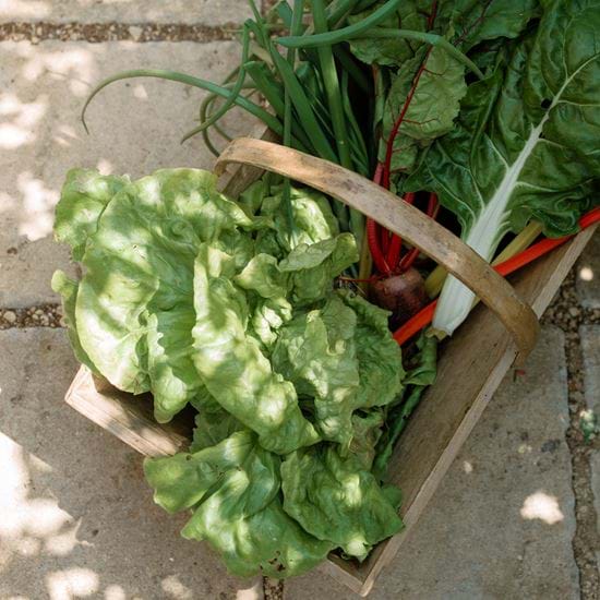 Kirsty's Vegetable Garden-43