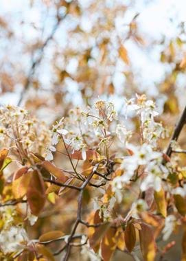 BELCOMBE_COURT_GARDEN_DETAILS_065