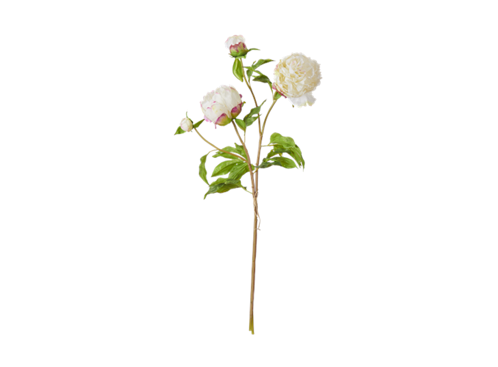 Peony Bundle_Petal Feel White_Front
