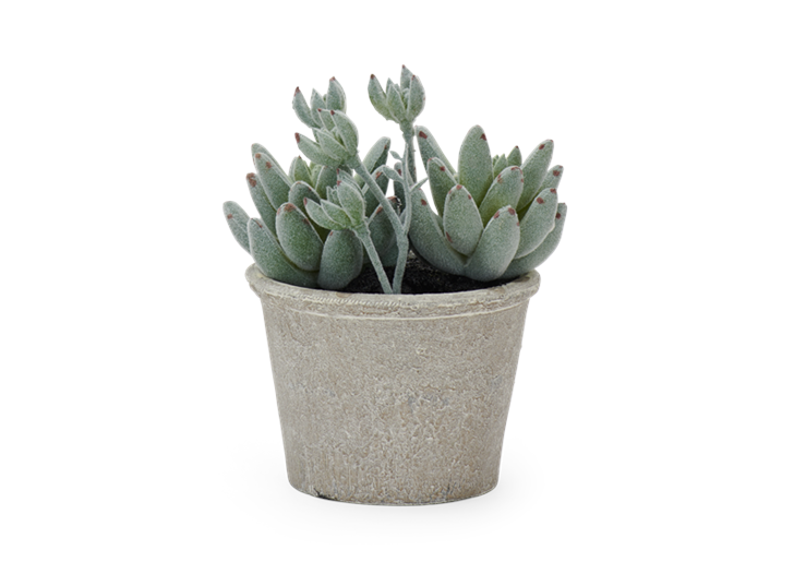 Echeveria Succulent Small_Front