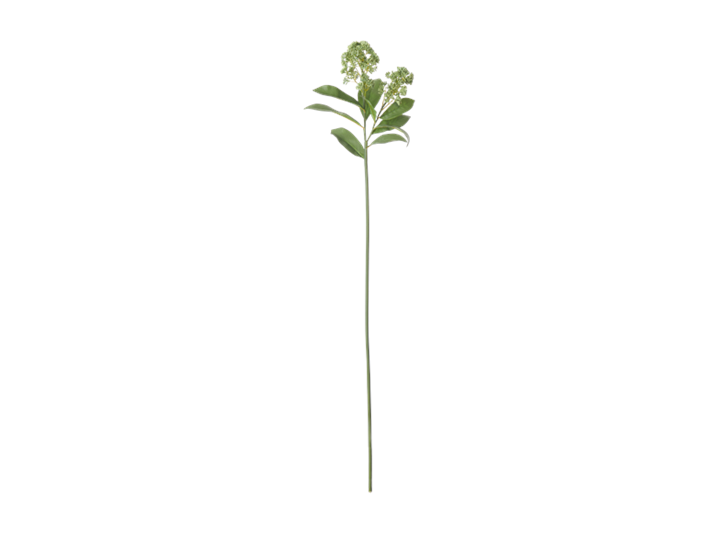 Skimmia Stem_Green_Front