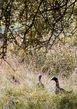 Touch Story - Faraway Farm 61