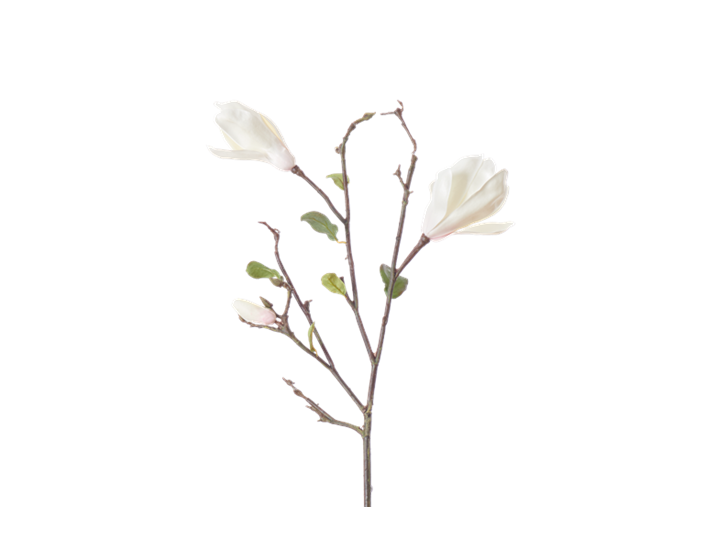 Magnolia Branch_White_Square