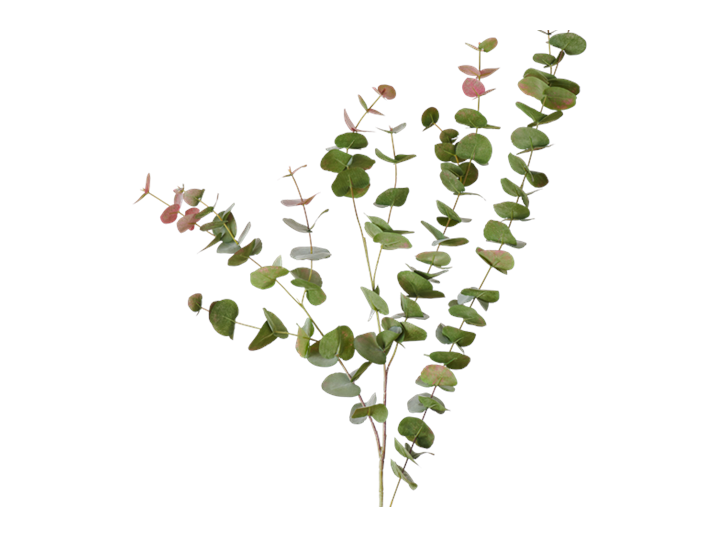 Eucalyptus Red Box Spray_Russet_Quare