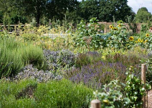 Kitchen-Garden-2-Chiswick-House-and-Gardens