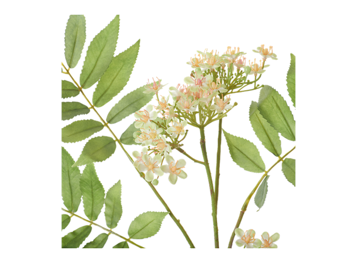 Rowan Blossom Stem_White_Detail
