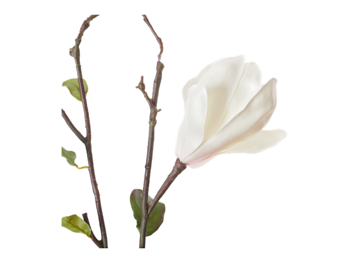 Magnolia Branch_White_Detail