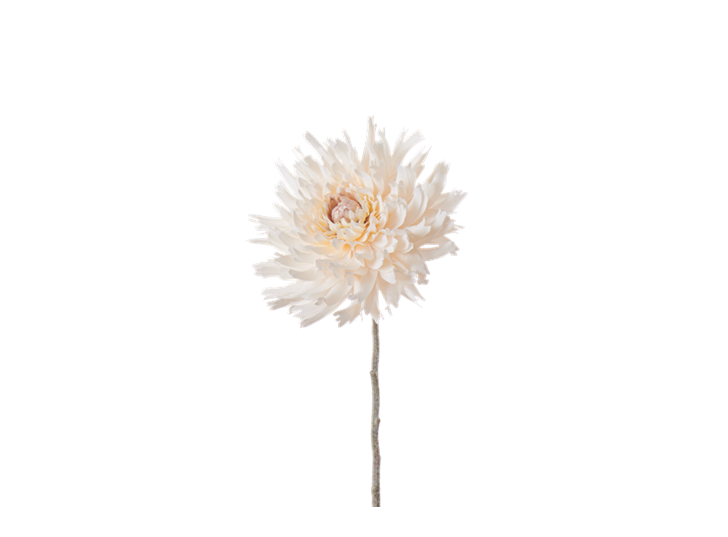 Dahlia Stem_Cream_Square