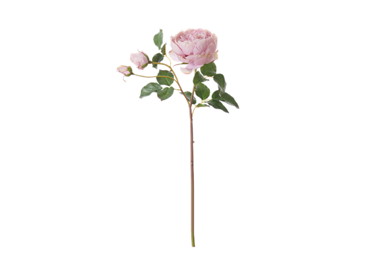 English Rose Short Stem_Dusky Pink_Front