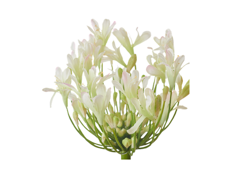 Agapanthus Stem_White_Detail