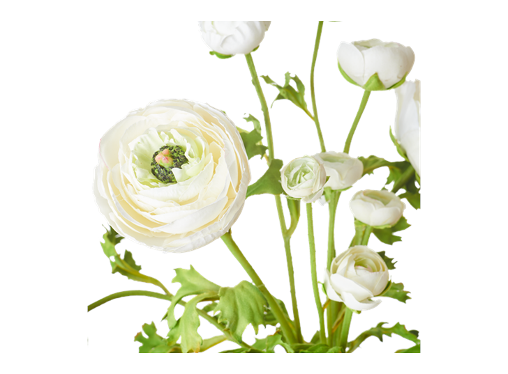 Ranuncula Bundle White_Detail