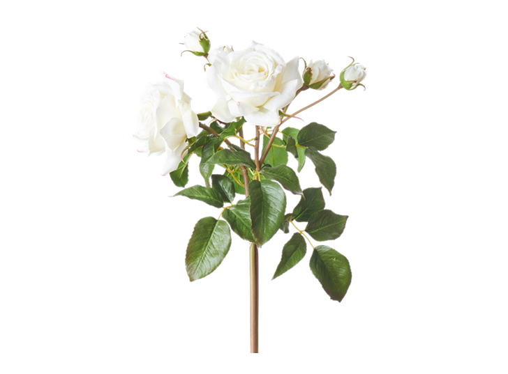 English Rose Bundle White_Square