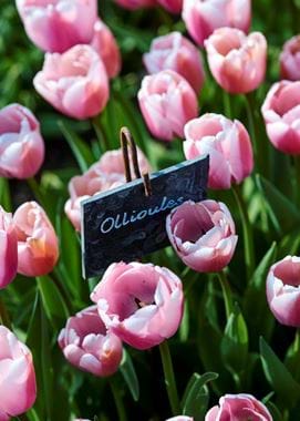 BELCOMBE_COURT_GARDEN_DETAILS_020