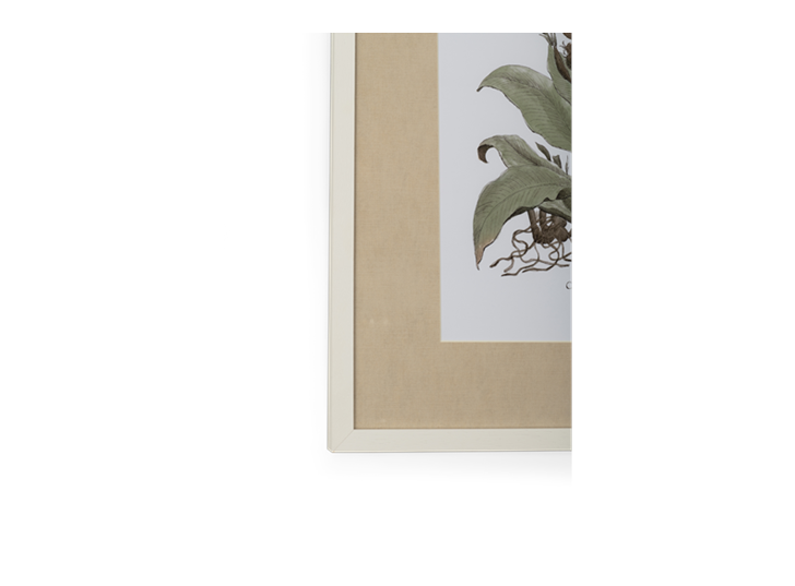 Clipsham Botanical Art - 7 - detail