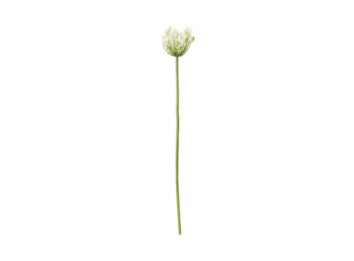 Agapanthus Stem_White_Front