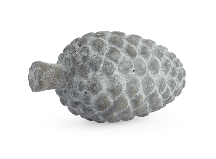 Strobus Pine Cone 2