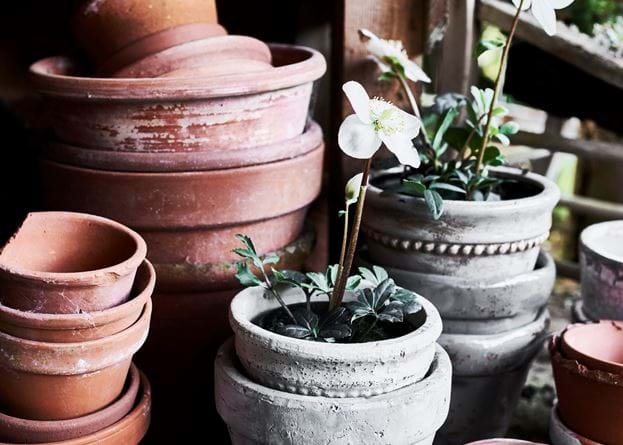Potting Shed Tarragon Pots