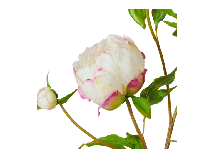Peony Bundle_Petal Feel White_Detail