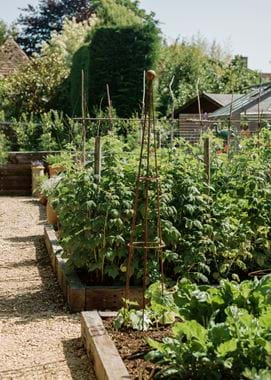 Kirsty's Vegetable Garden-10