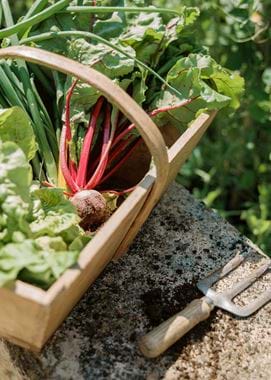 Kirsty's Vegetable Garden-41