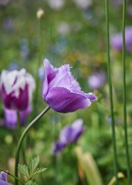 Jane Cumberbatch garden - 21/05/2021 09