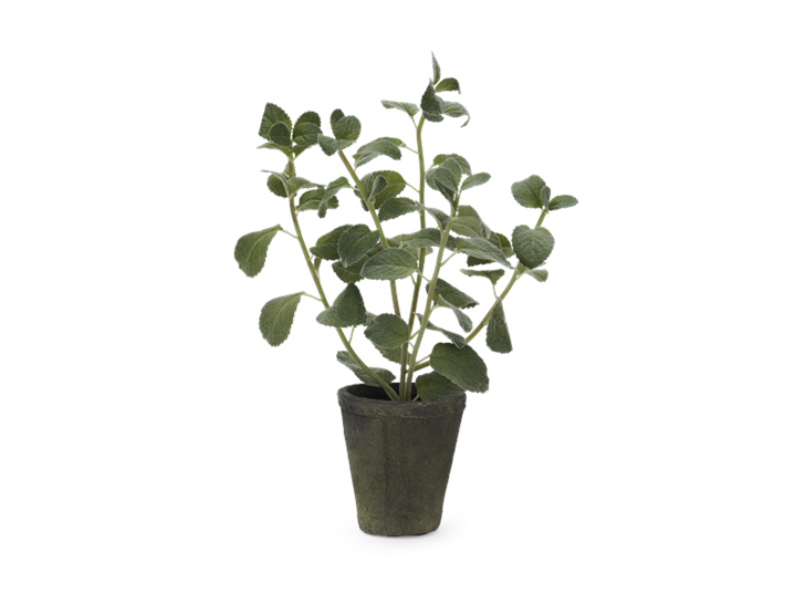 Mint Plant Textured_Front
