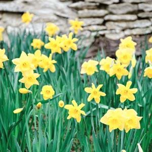 Spring Flowers 07